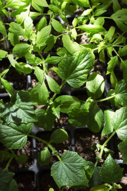 Evde yetişen domates ve salatalık tohumları. Seçici odak.