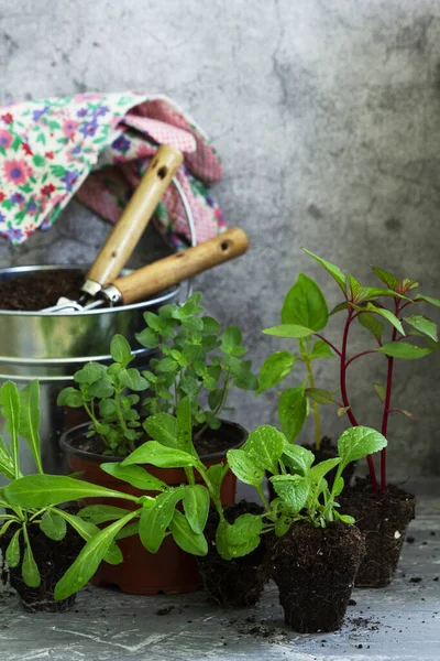 Flower seedlings, soil, gardening tools and gloves on a concrete table. Selective focus.