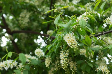 Blossoming bird cherry branches against the blue sky in a public park. Selective focus.