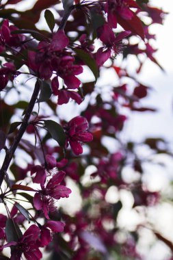 Çiçek açan bir elma ağacının dalları gökyüzüne karşı. Seçici odak.