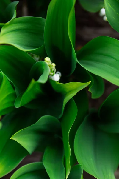 Kwitnące Lilie Doliny Kwietniku Parku Skupienie Selektywne — Zdjęcie stockowe