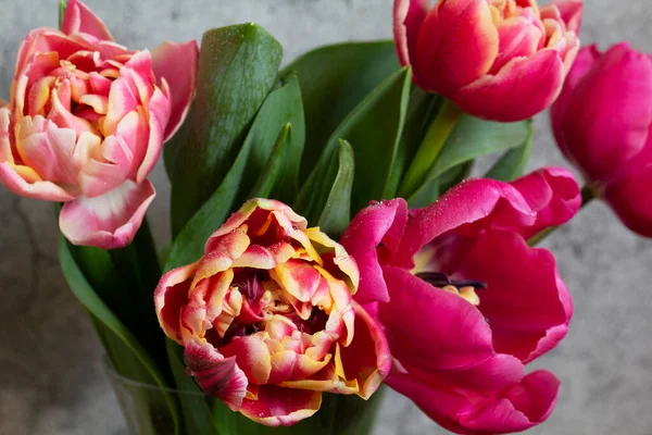 Peonisk Flerfargede Tulipaner Betongbakgrunn Selektivt Fokus – stockfoto