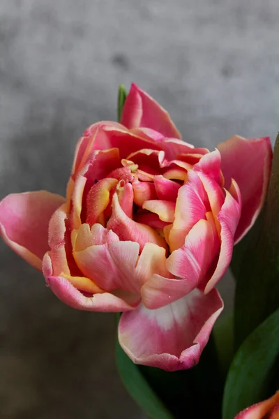 Peony Multicolored Tulips Concrete Background Selective Focus — Stock Photo, Image