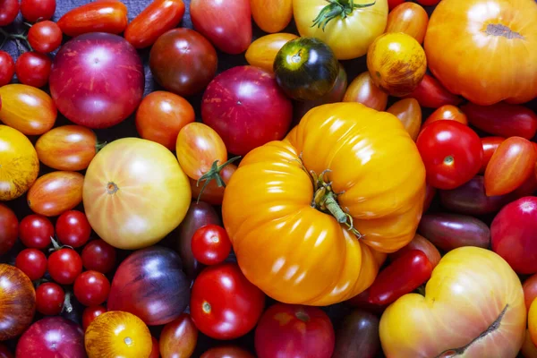 Tomatoes of various varieties and sizes on an iron tray on a wooden table. Selective focus.