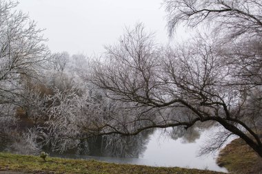 Winter landscape in Moldova on a cloudy day. Lake and trees in hoarfrost, selective focus.