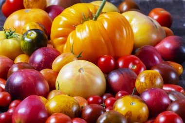 Tomatoes of various varieties and sizes on an iron tray on a wooden table. Selective focus.