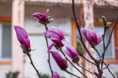 Bir şehir parkında narin manolya çiçekleri, bahar Moldova. Seçici odak, bahar konsepti.