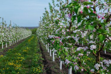 Moldova 'nın kuzeyinde çiçek açan elma bahçeleri, çimenler ve çiçek açan karahindibalar. Seçici odaklanma. Tarım.