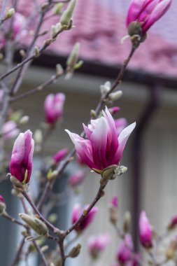 Bir şehir parkında narin manolya çiçekleri, bahar Moldova. Seçici odak, bahar konsepti.