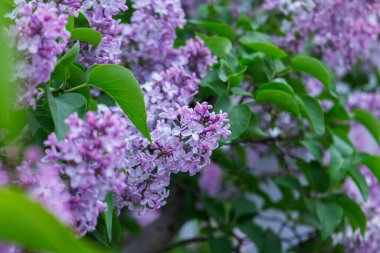 Bahar parkında çiçek açan leylak dalları, seçici bir odak noktası. Leylak fırçaları ve yeşil yapraklar, bahar deseni..