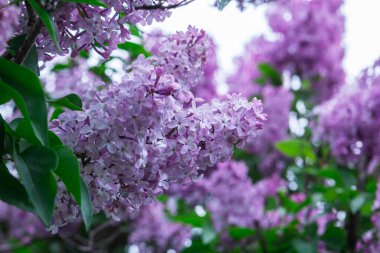 Bahar parkında çiçek açan leylak dalları, seçici bir odak noktası. Leylak fırçaları ve yeşil yapraklar, bahar deseni..
