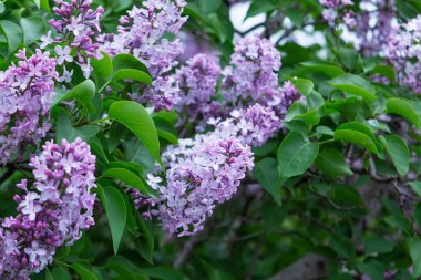 Bahar parkında çiçek açan leylak dalları, seçici bir odak noktası. Leylak fırçaları ve yeşil yapraklar, bahar deseni..
