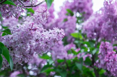 Bahar parkında çiçek açan leylak dalları, seçici bir odak noktası. Leylak fırçaları ve yeşil yapraklar, bahar deseni..
