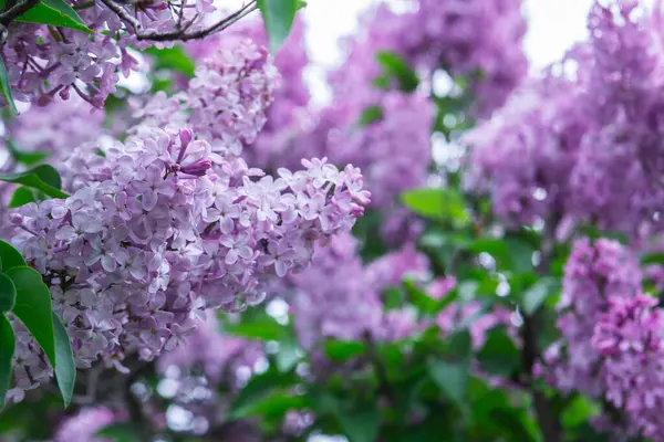 Bahar parkında çiçek açan leylak dalları, seçici bir odak noktası. Leylak fırçaları ve yeşil yapraklar, bahar deseni..