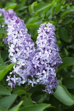 Bahar parkında çiçek açan leylak dalları, seçici bir odak noktası. Leylak fırçaları ve yeşil yapraklar, bahar deseni..