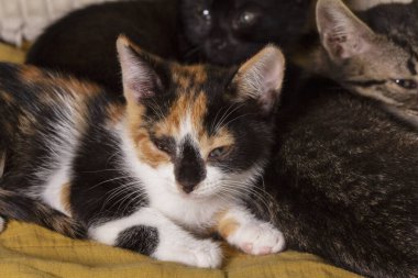 Odadaki battaniyenin üzerinde uyuyan kedi yavruları. Ev ortamında evcil hayvanlar.