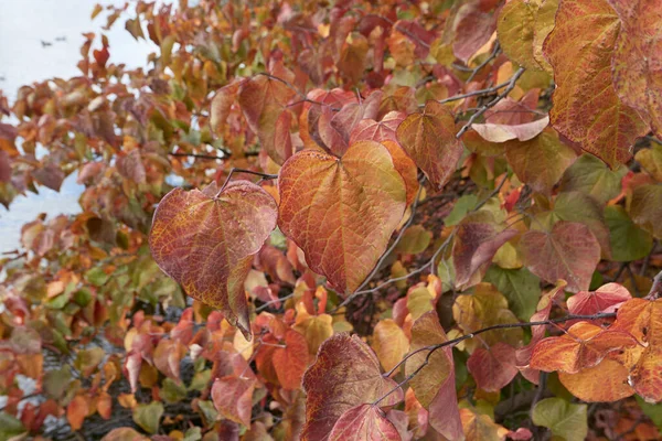 Cercis Canadensis Colorful Foliage — Stock Photo, Image