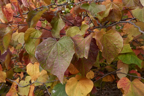 Cercis Canadensis Colorful Foliage — Stock Photo, Image