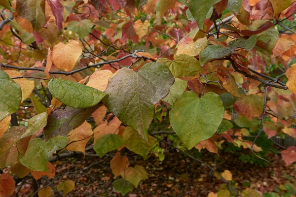 Feuillage Coloré Cercis Canadensis — Photo