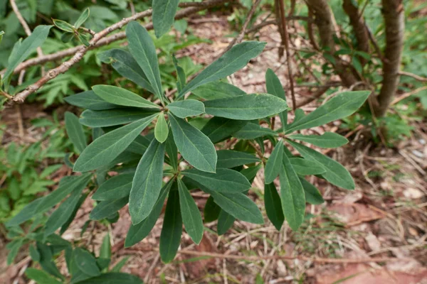 Arbuste Daphné Odora Dans Sous Bois — Photo