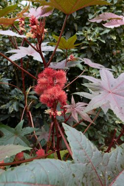 Ricinus komünis kırmızı meyvesi. Yaklaş.