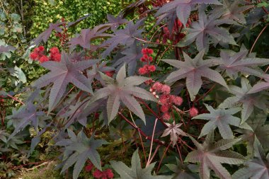 Ricinus komünis kırmızı meyvesi. Yaklaş.