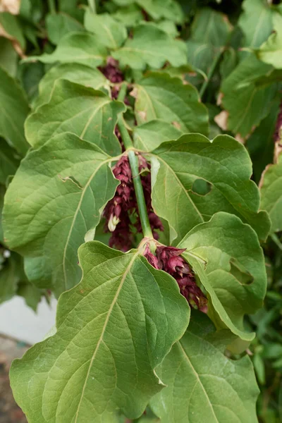 Leycesteria Formosa Arbusto Fiore — Foto Stock