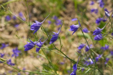 Consolida regalis blue violet flowers