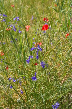 Consolida regalis blue violet flowers