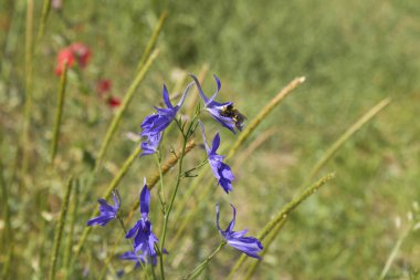 Consolida regalis blue violet flowers