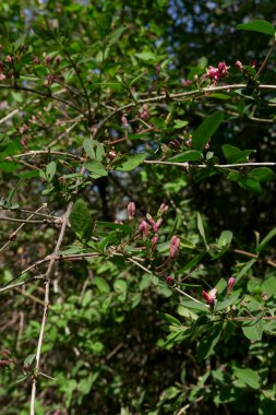 Lonicera tatarica çiçek açmış çalılar