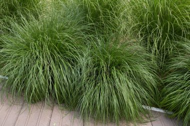 Süs bahçesindeki Miscanthus Sinensis bitkileri