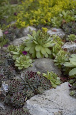 Çiçek tarhında çeşitli sulu bitkiler