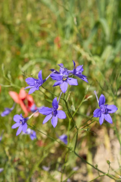 Consolida Regalis Blue Violet Flowers — Stok fotoğraf