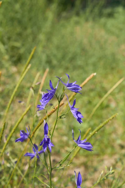 Consolida Regalis Blue Violet Flowers — Stock Photo, Image