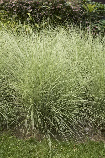 Süs bahçesindeki Miscanthus Sinensis bitkileri