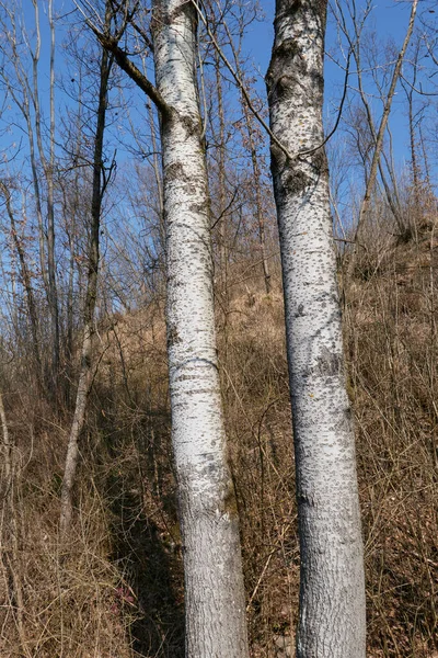 Populus alba ağacı kış mevsiminde