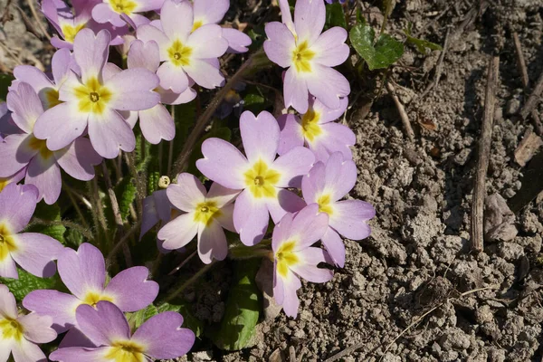 stock image Primula vulgaris pink flowers close up