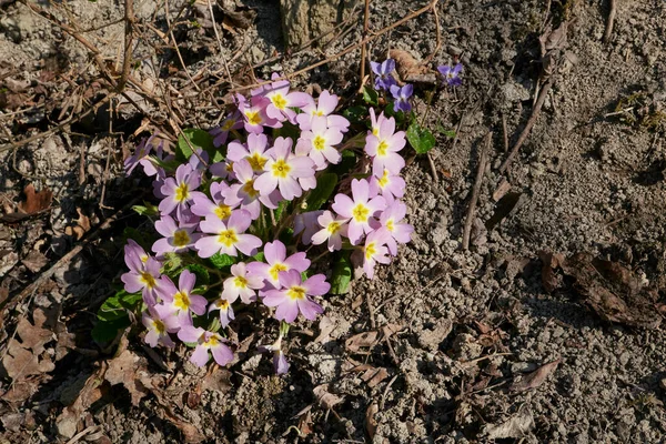 Primula Vulgaris Różowe Kwiaty Zbliżenie — Zdjęcie stockowe