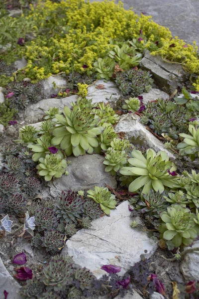 Diverses Plantes Succulentes Dans Parterre Fleurs — Photo