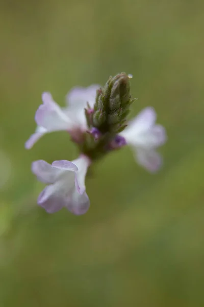 Verbena Officinalis Lilac Flowers — Stock Photo, Image
