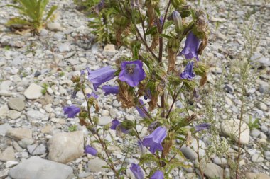 Campanula bitkisi çiçek açtı