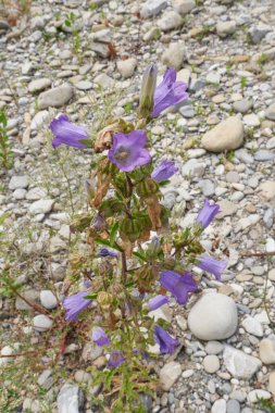 Campanula bitkisi çiçek açtı