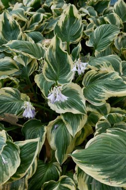 Süslü bir bahçede Hosta çeşitleri