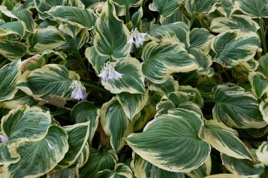 Süslü bir bahçede Hosta çeşitleri