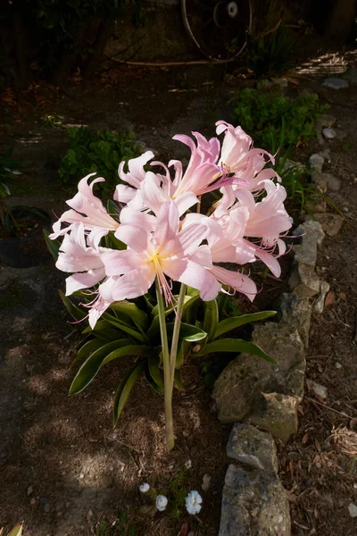 Flores Rosa Amaryllis Belladonna Planta — Fotografia de Stock