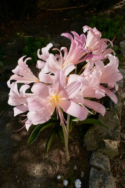 Ροζ Λουλούδια Του Φυτού Amaryllis Belladonna — Φωτογραφία Αρχείου