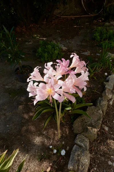 Rosa Blüten Der Amaryllis Belladonna Pflanze — Stockfoto