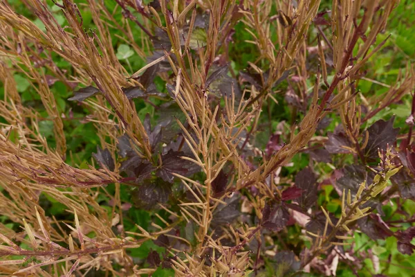 Червоні Пурпурові Стручки Рослини Barbarea Vulgaris — стокове фото