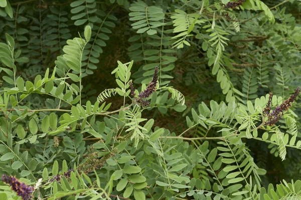 Amorpha Fruticosa Arbusto Flor —  Fotos de Stock